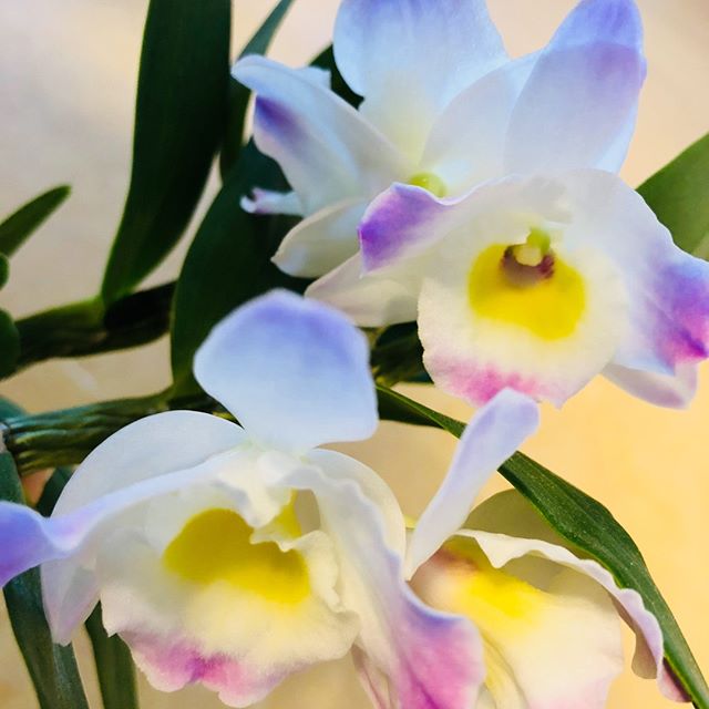 #flowers #colorful #...