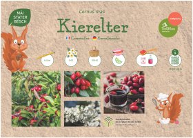 Le cornouiller (Cornus mas), appelé « Kierelter » en luxembourgeois et « Kornelkirsche » en allemand, est un petit arbre atteignant 4 à 5 mètres. Il fleurit précocement, de février à mars, et ses fruits sont récoltés d’août à septembre. Leur goût acidulé rappelle la cerise. Ils sont souvent utilisés en compotes, confitures et liqueurs.