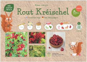 Le groseillier rouge (Ribes rubrum), appelé « Rout Kréischel » en luxembourgeois et « Rote Johannisbeere » en allemand, est un petit arbuste de 1 à 1,5 mètre. Sa floraison a lieu d’avril à mai et la récolte se fait de juin à juillet. Ses fruits offrent une saveur acidulée et rafraîchissante. Ils sont utilisés en compotes, confitures, gelées, jus, sirops, tartes et desserts.