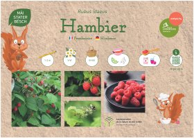 Le framboisier (Rubus idaeus), appelé « Hambier » en luxembourgeois et « Himbeere » en allemand, est un petit arbuste de 1 à 2 mètres. Il fleurit de mai à juin et ses fruits sont récoltés de juin à août. Leur saveur est acidulée et sucrée. Les framboises 