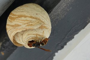 Primärnest_Waxweiler