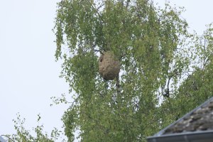 Sekundärnest_Rue Kauffmann