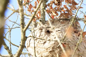 Sekundärnest_Rue Muller