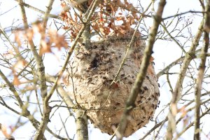 Sekundärnest_Rue Muller