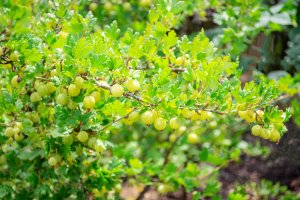 Le groseillier à maquereau