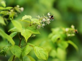 Le framboisier (Rubus idaeus)