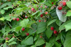 Le framboisier (Rubus idaeus)