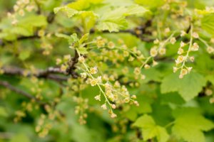 Le groseillier rouge