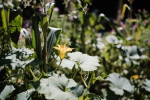 TERRA - Les quatre saisons au potager