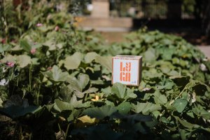 TERRA - Les quatre saisons au potager