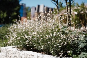 Verdure en trois temps : Une réponse au climat de demain 