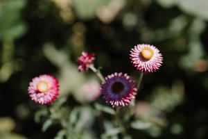 « Bléiend Oase mat séissen Iwwerraschungen »