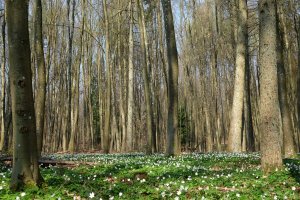 forêt du Bambësch au printemps