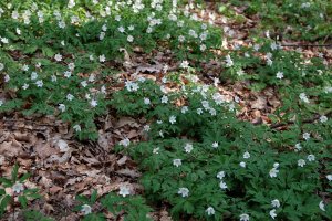 fleurs de printemps au Bambësch
