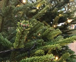 Sapin de noel