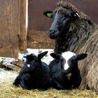 Moutons du Service patrimoine naturel