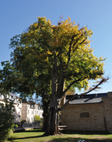 Photo d'un arbre malade