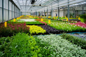 Image de plantes et de fleurs à l'intérieur d'une serre
