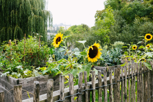 Image de fleurs tournesol dans le jardin communautaire du Grund