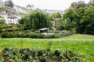 Image du jardin communautaire