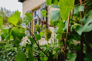 Vendanges au Klouschtergaart