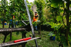 Vendanges au Klouschtergaart