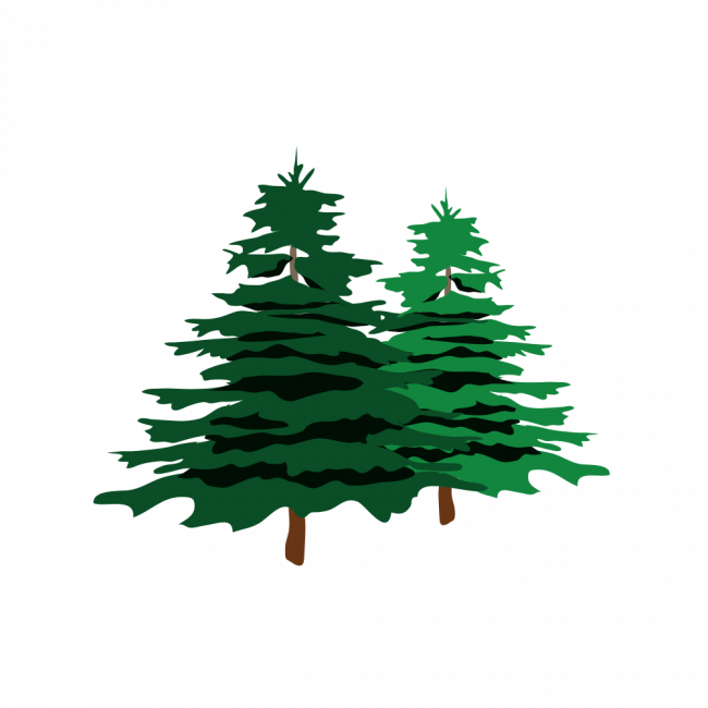 Sapins de Noël