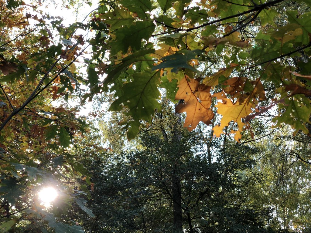 forêt