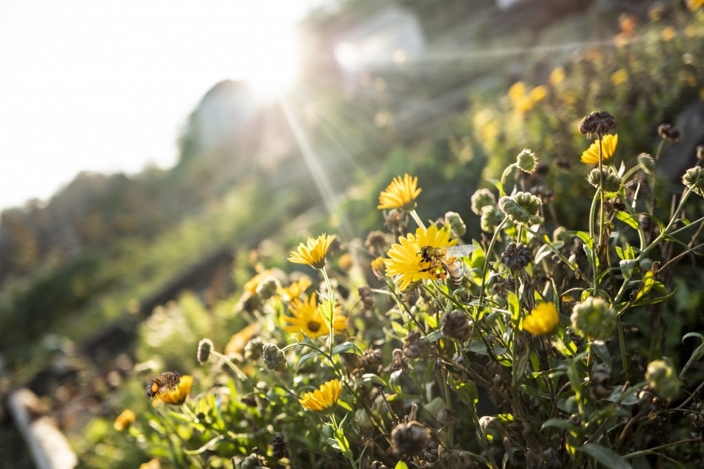 Abeilles dans un champ de fleurs