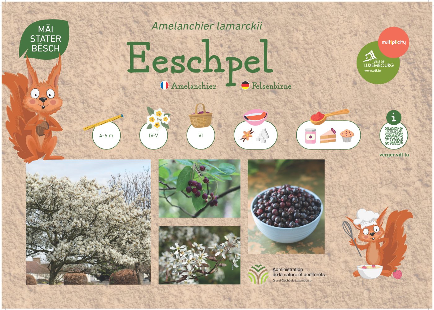 L’amélanchier (Amelanchier lamarckii), appelé « Eeschpel » en luxembourgeois et « Felsenbirne » en allemand, est un petit arbre pouvant atteindre 4 à 6 mètres de hauteur. Il fleurit d’avril à mai et ses fruits sont récoltés en juin. Leur goût doux et sucré rappelle celui de la myrtille. Ils se prêtent particulièrement bien à la préparation de compotes, confitures, tartes et muffins.