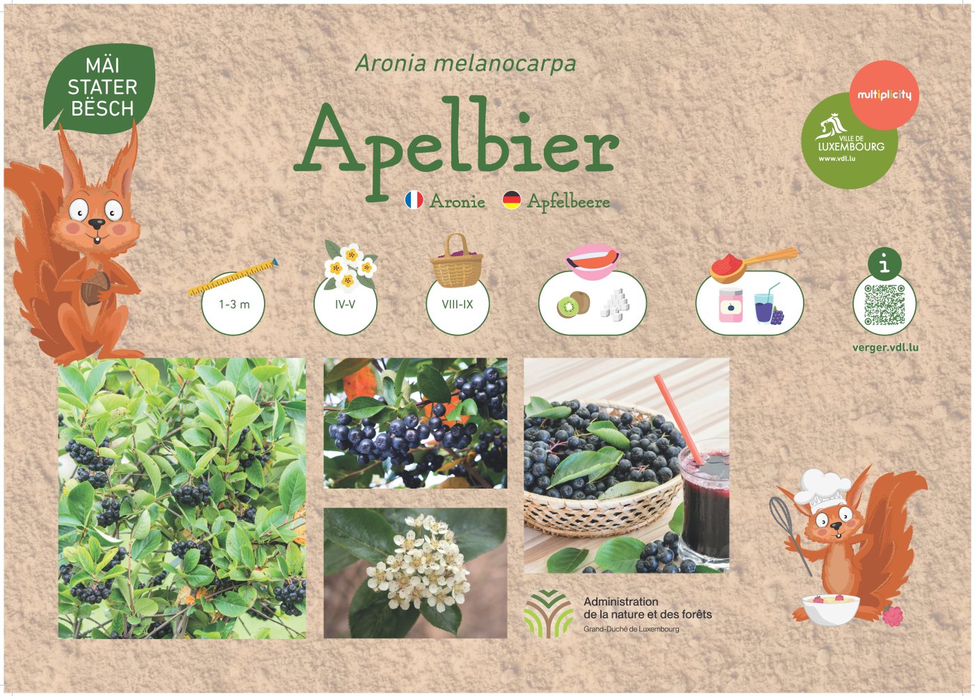 L’aronie (Aronia melanocarpa), connue sous le nom « Apelbier » en luxembourgeois et « Apfelbirne » en allemand, est un petit arbuste de 1 à 3 mètres. Sa floraison a lieu d’avril à mai, tandis que la récolte s’effectue d’août à septembre. Ses fruits présentent une saveur astringente et légèrement sucrée, idéale pour les compotes, confitures et jus.