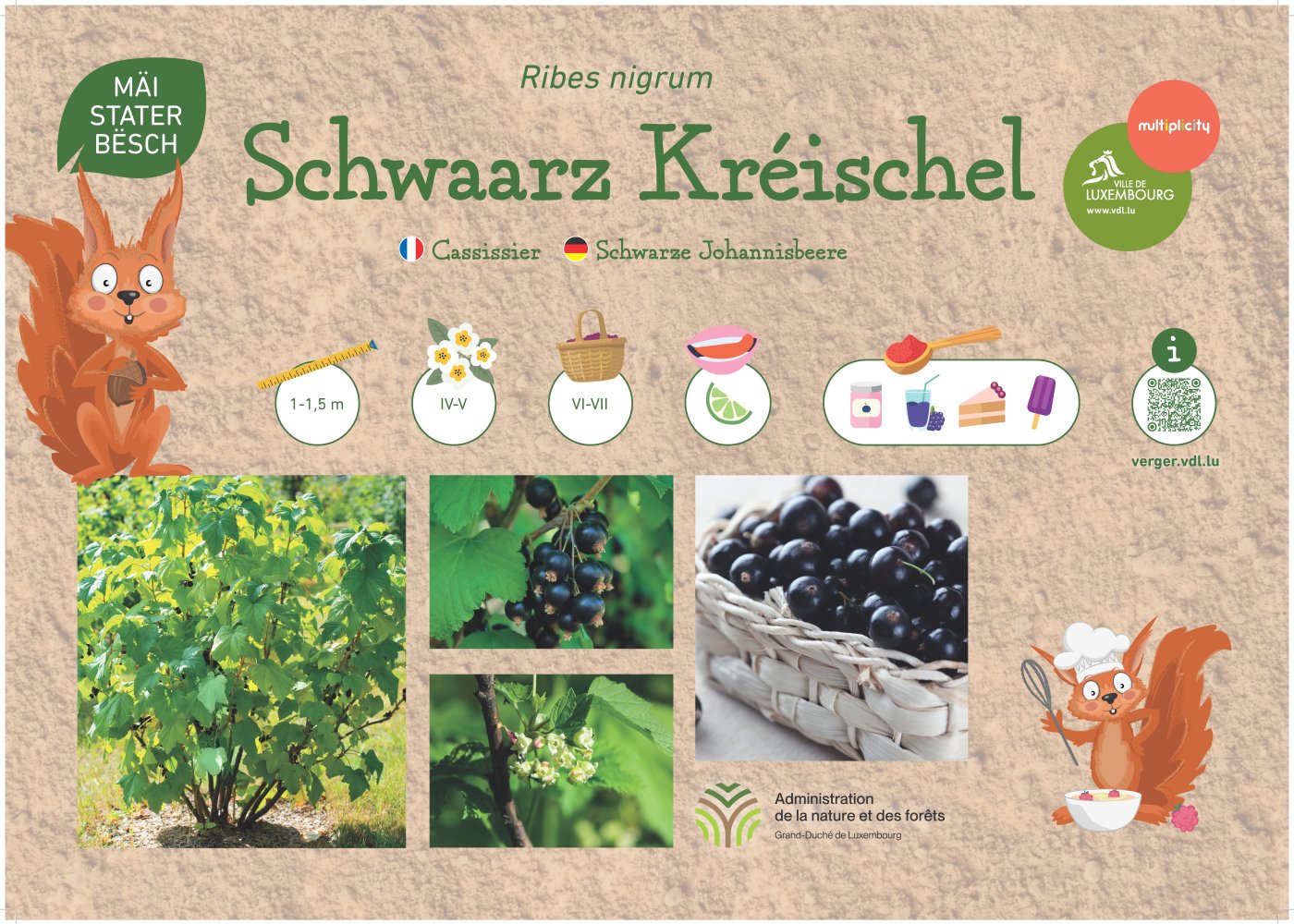 Le cassissier (Ribes nigrum), ou « Schwaarz Kréischel » en luxembourgeois et « Schwarze Johannisbeere » en allemand, est un petit arbuste de 1 à 1,5 mètre. Il fleurit d’avril à mai et produit ses fruits de juin à juillet. Ceux-ci sont acidulés et très parfumés. Ils sont particulièrement appréciés en compotes, confitures, sirops, jus, sorbets, ainsi que dans des gâteaux et desserts.