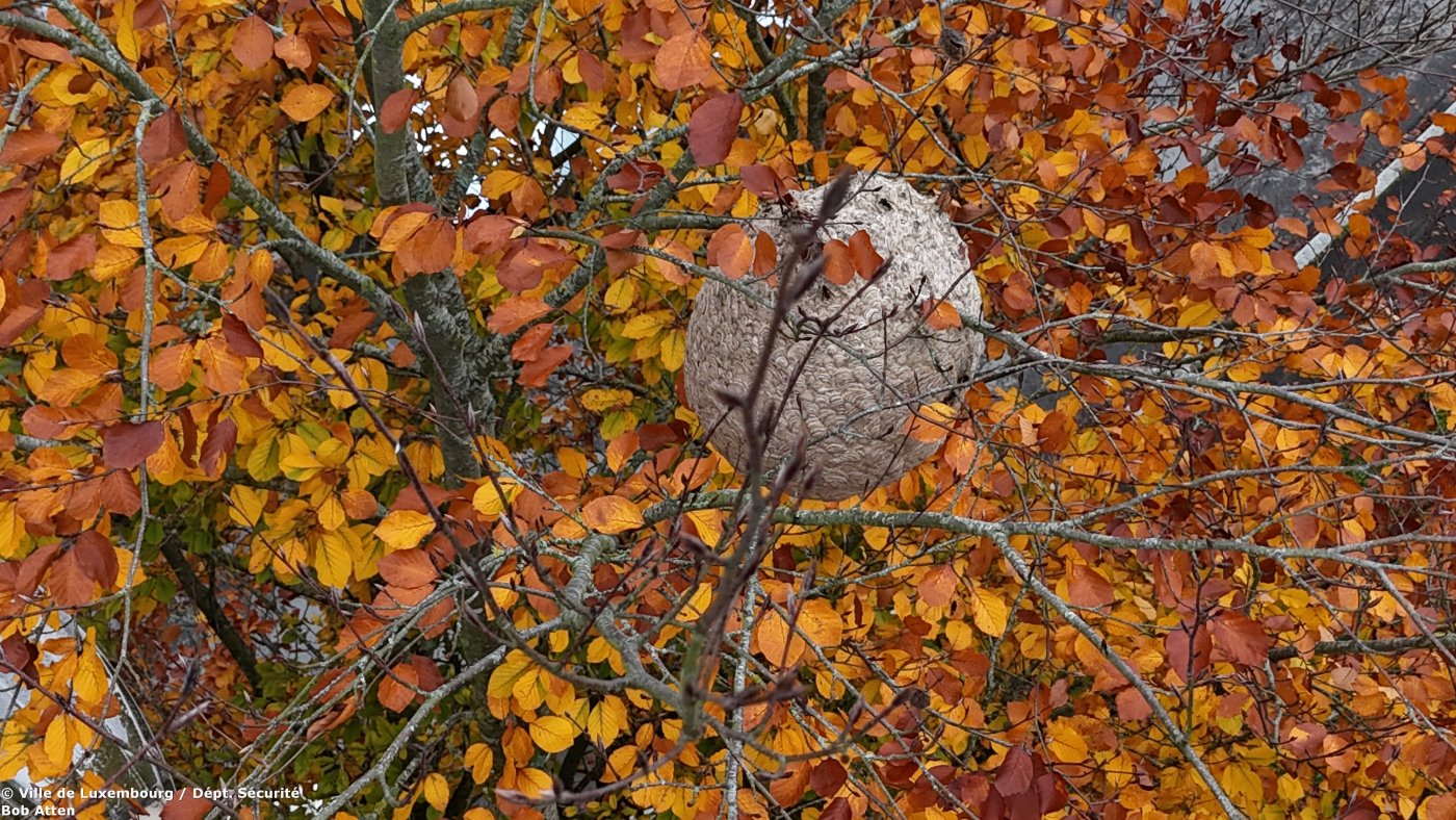 Sekundärnest_Route d'Echternach