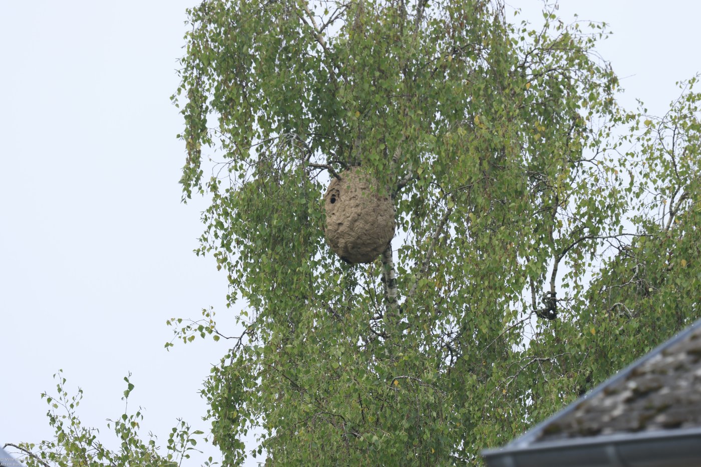 Sekundärnest_Rue Kauffmann