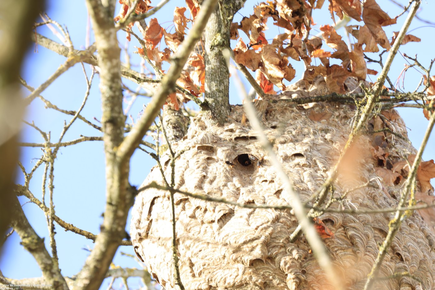 Sekundärnest_Rue Muller