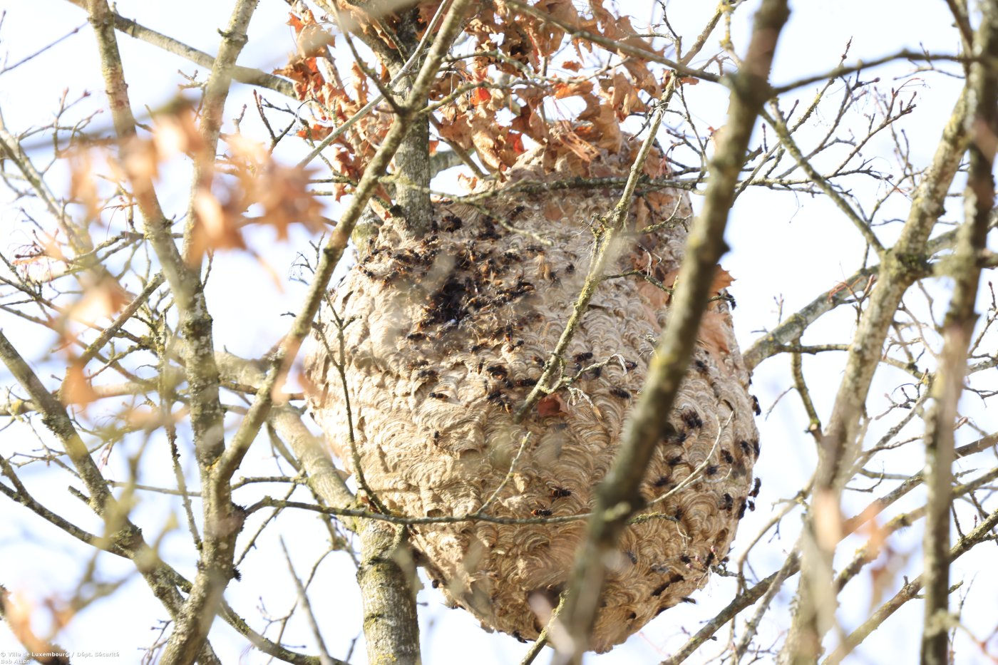 Sekundärnest_Rue Muller