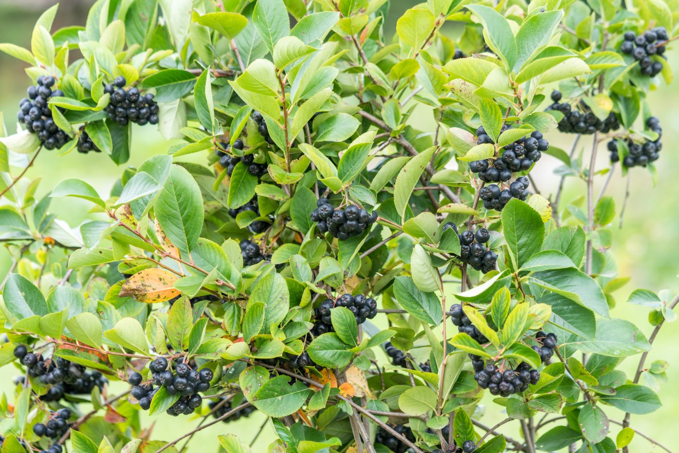 Aronia melanocarpa