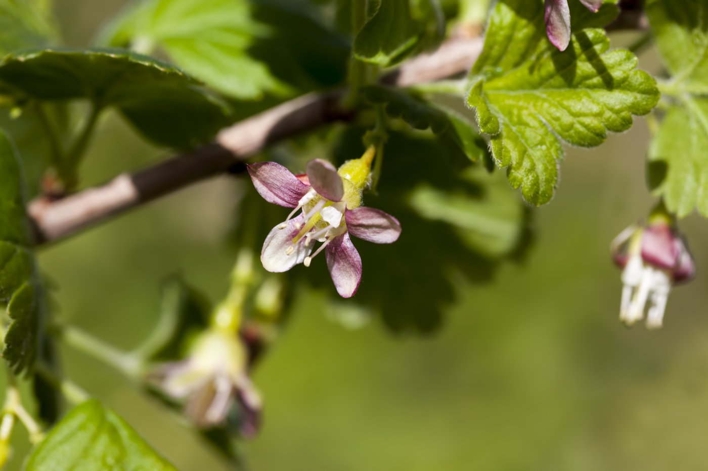 Le groseillier à maquereau
