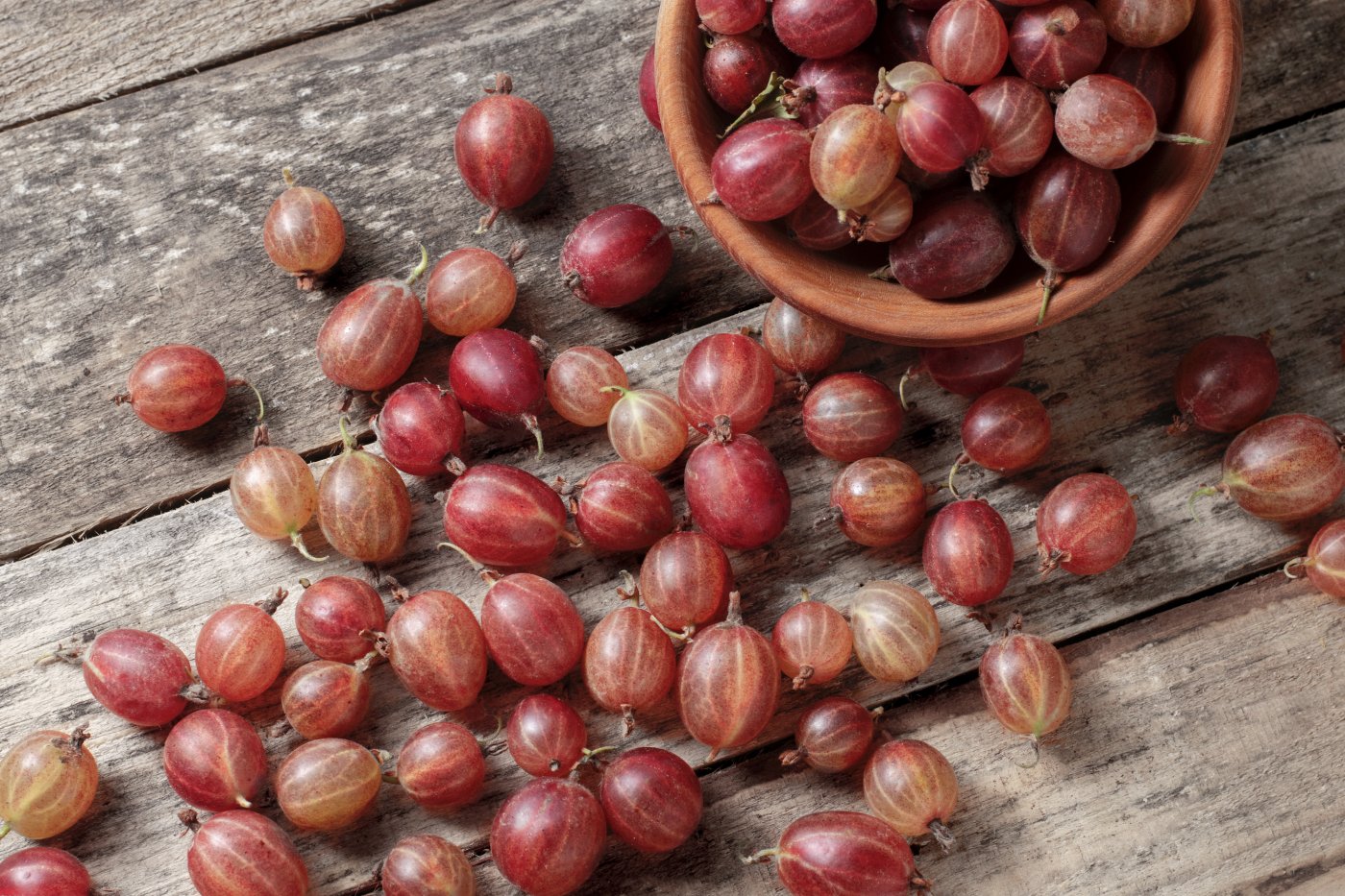 Le groseillier à maquereau