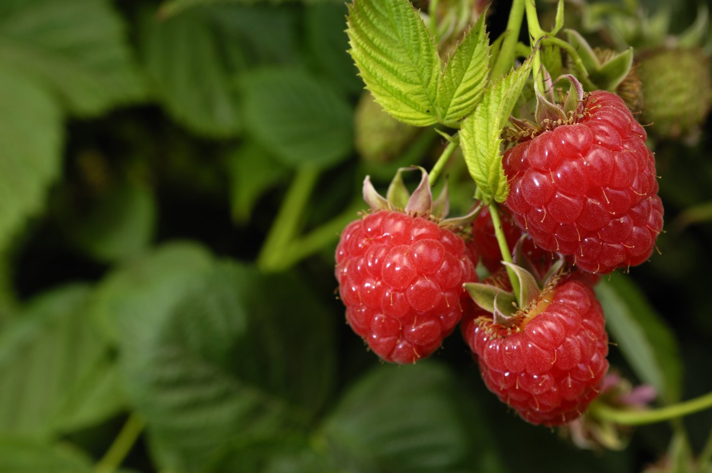 Le framboisier (Rubus idaeus)