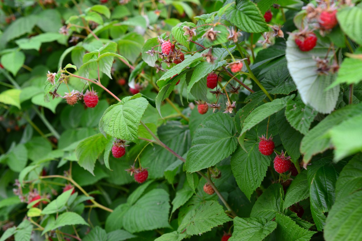 Le framboisier (Rubus idaeus)