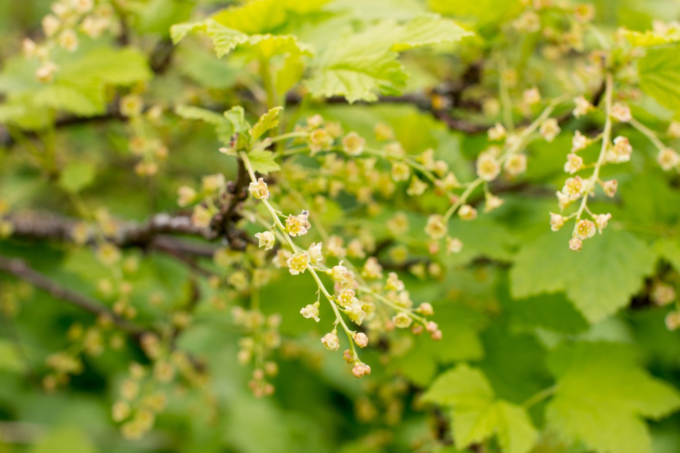Le groseillier rouge
