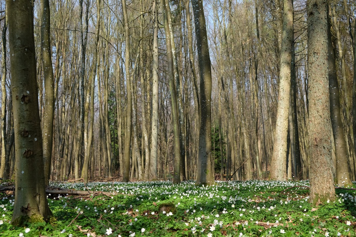 forêt du Bambësch au printemps