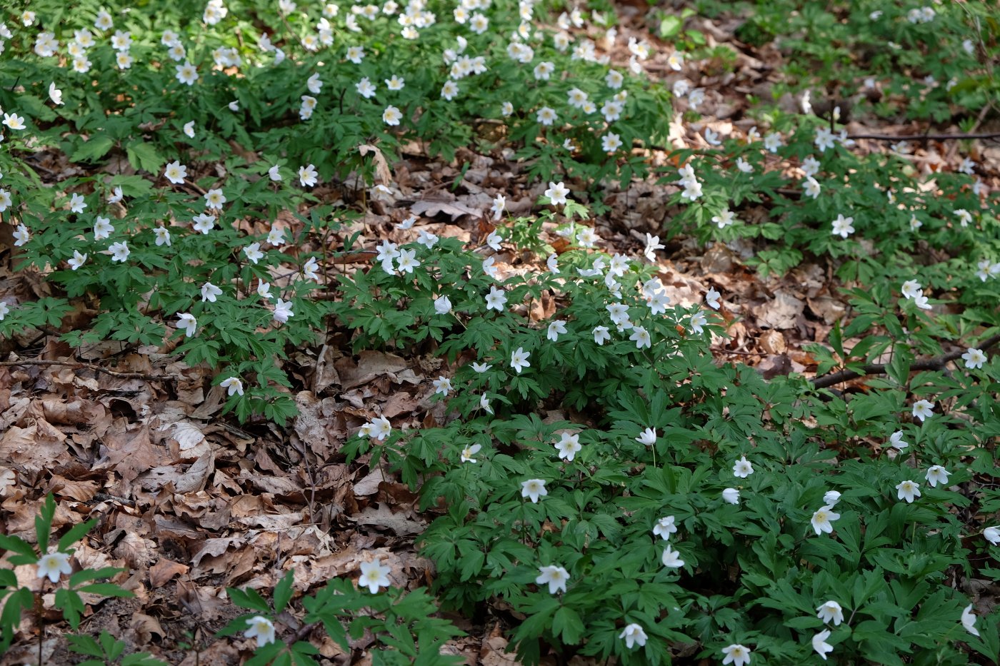 fleurs de printemps au Bambësch