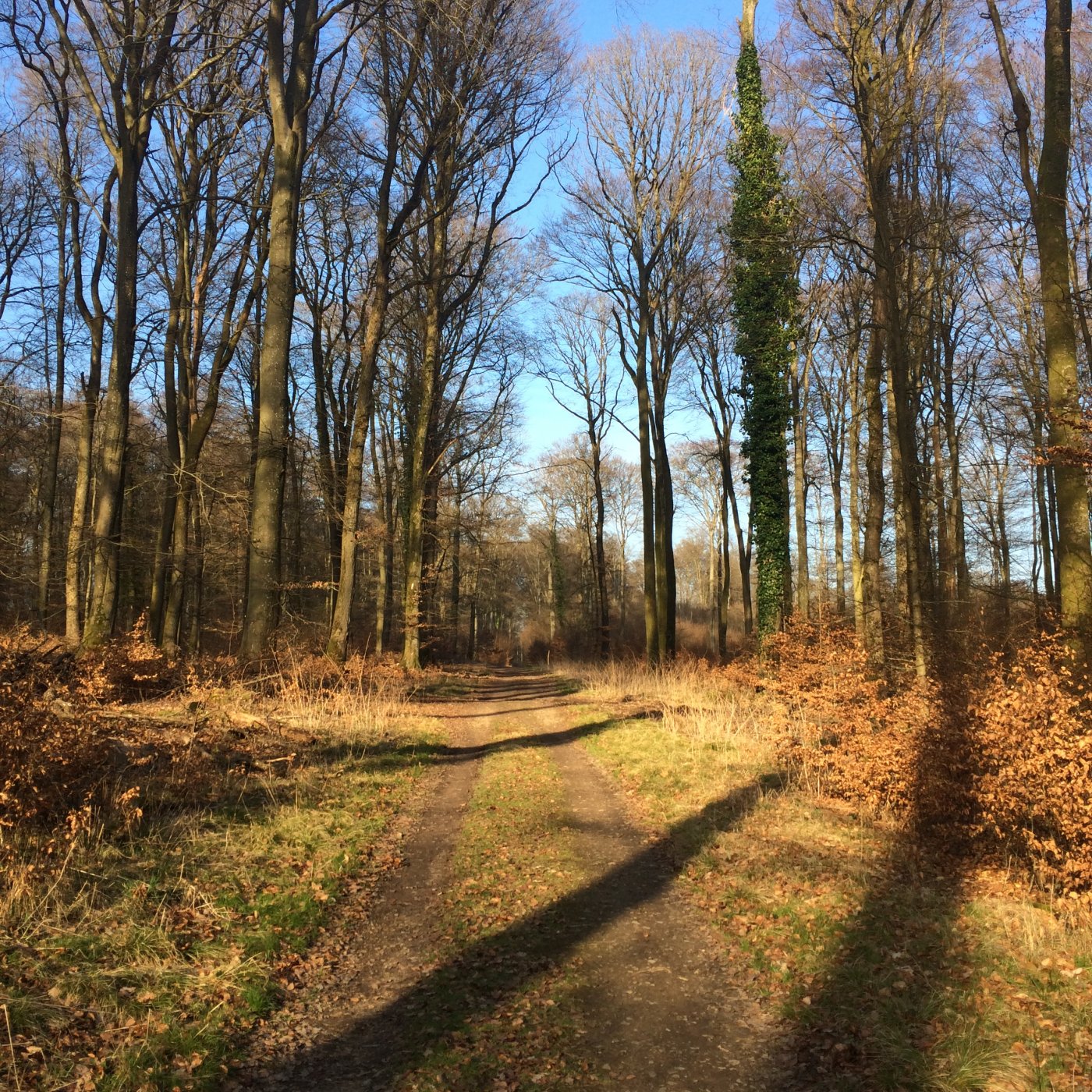 la forêt Bambësch en automne