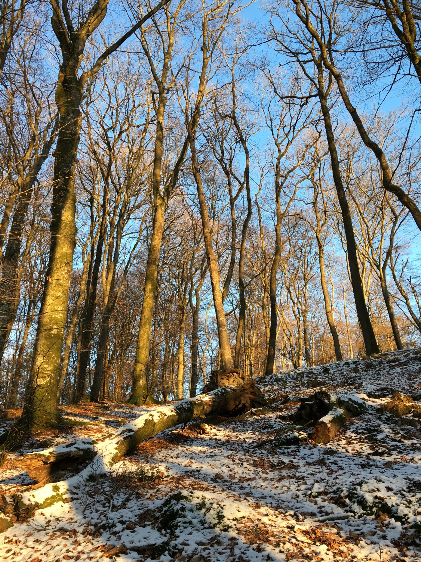 la forêt Bambësch en hiver