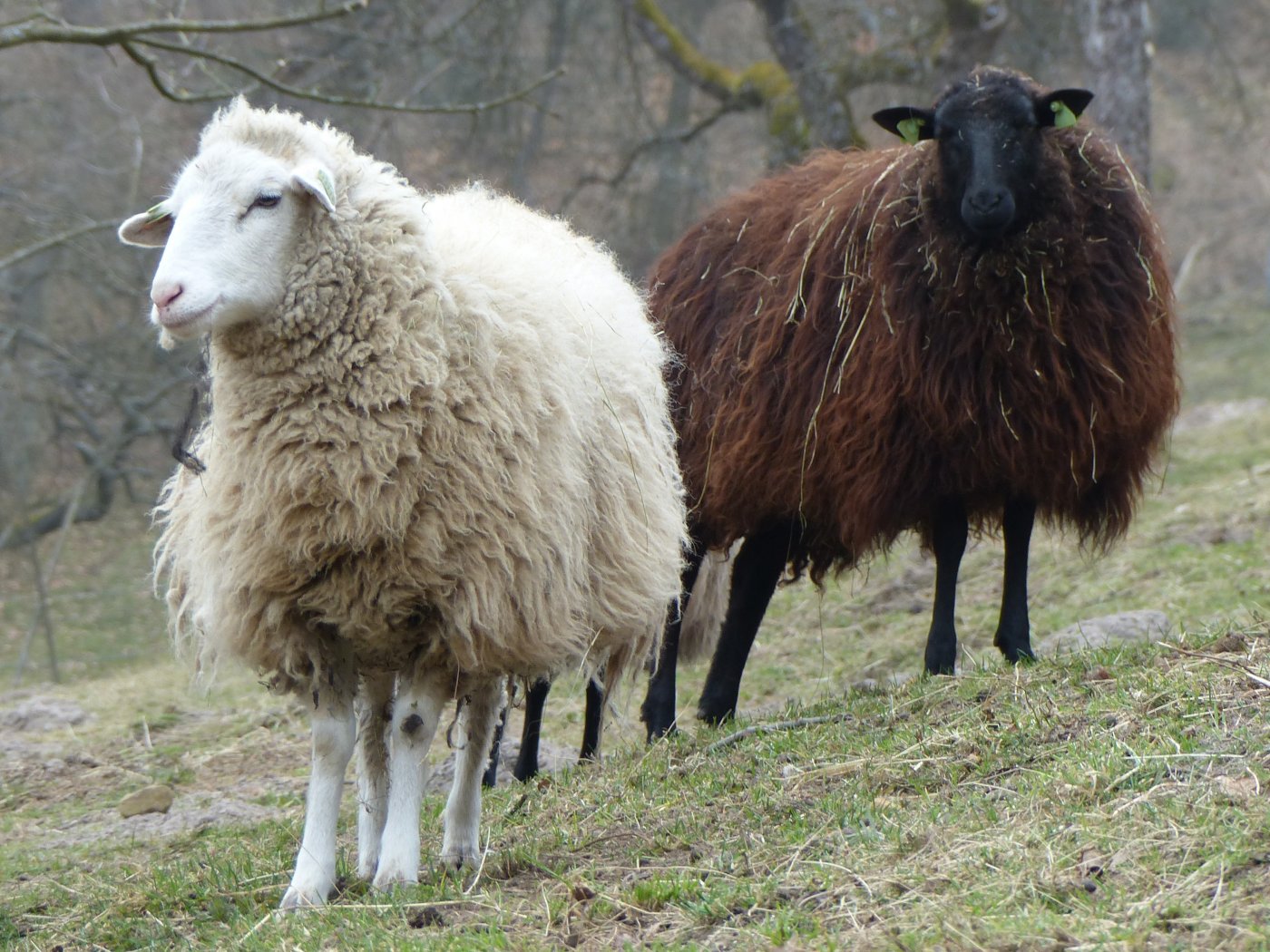 moutons