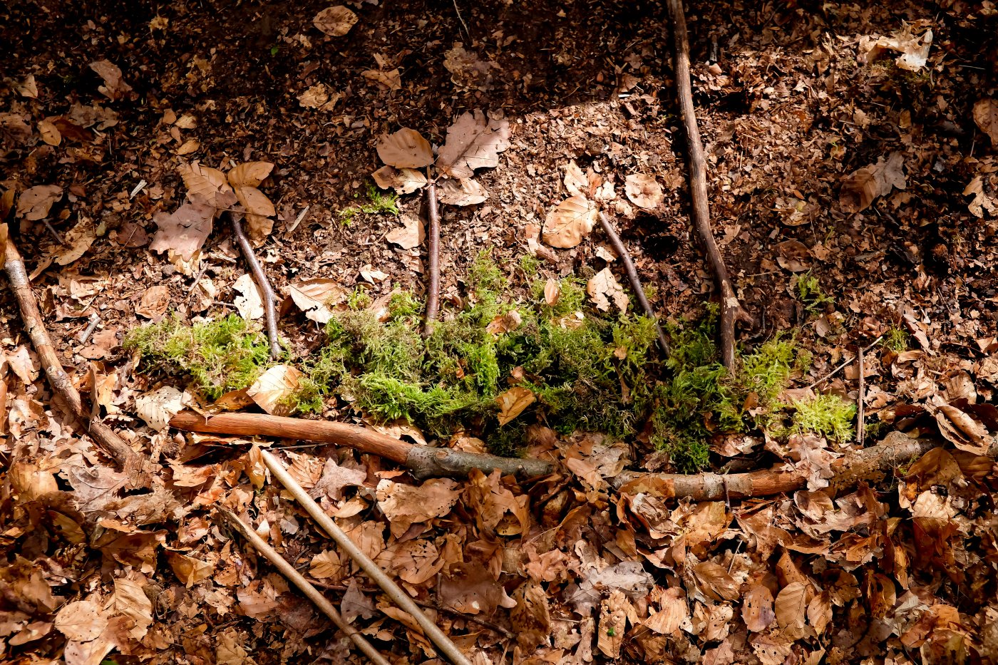 la forêt Bambësch en automne
