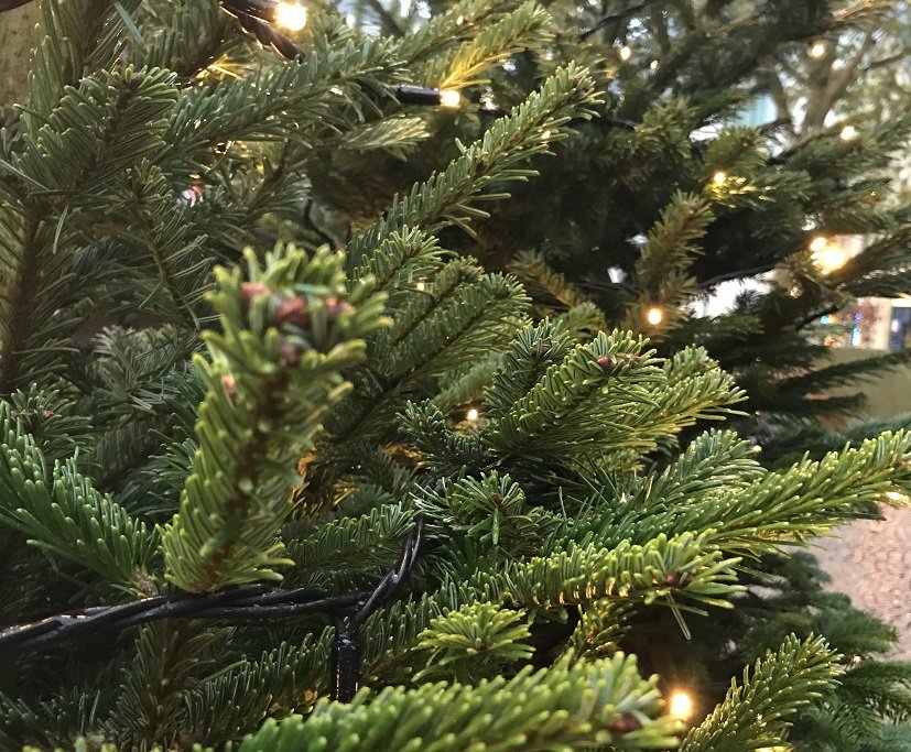 Sapin de noel