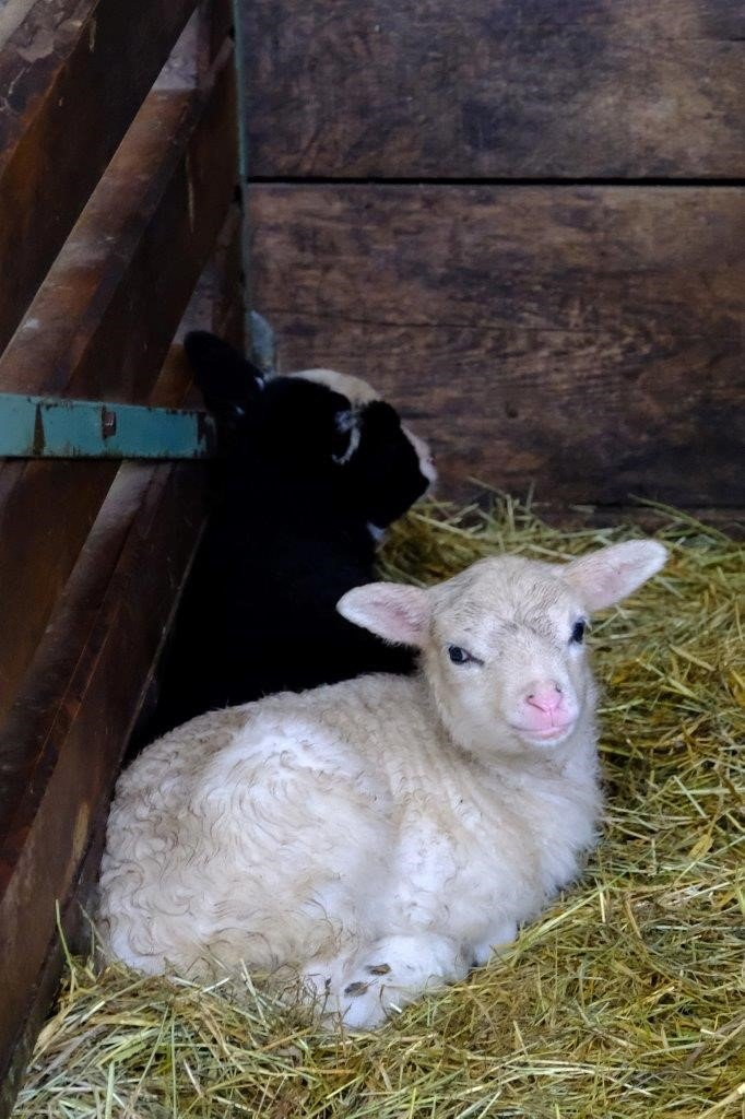 Moutons du Service patrimoine naturel